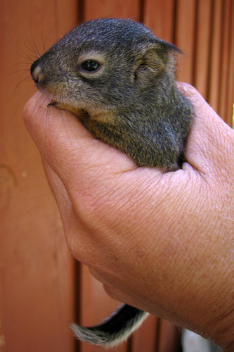 iNaturalist observation photo of Douglas's Squirrel