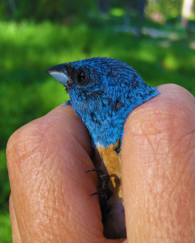 iNaturalist observation photo of Lazuli Bunting