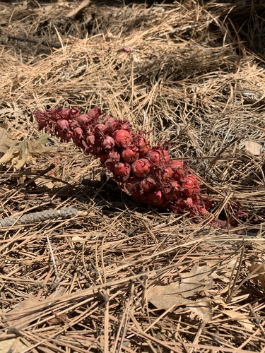 iNaturalist observation photo of Snowplant