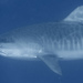 כריש טיגריסי - Photo (c) Andrew Gottscho, כל הזכויות שמורות, הועלה על ידי Andrew Gottscho