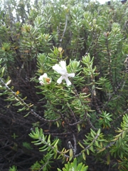 Westringia fruticosa image