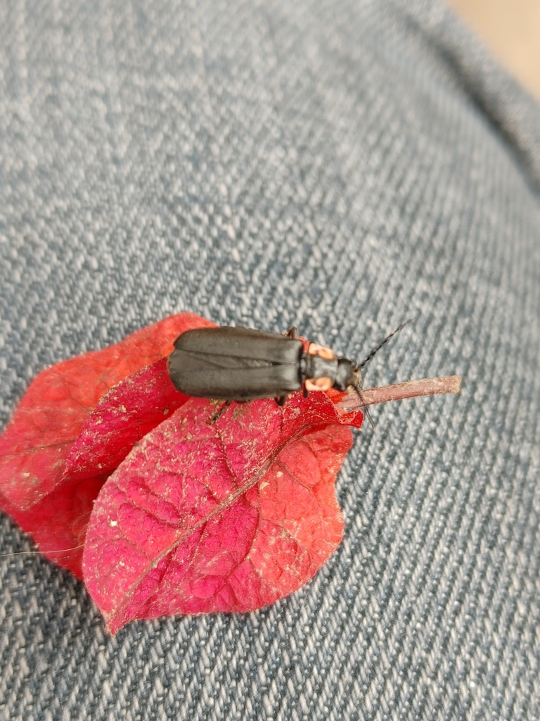 Soldier Beetles from 37886 Gto., México on July 6, 2021 by Max Rico