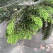 photo of Red Fir (Abies magnifica)