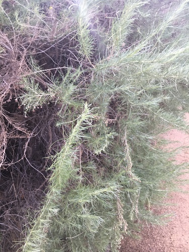 iNaturalist observation photo of California sagebrush