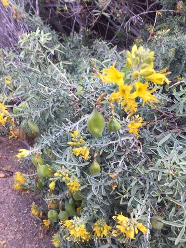 iNaturalist observation photo of Bladderpod