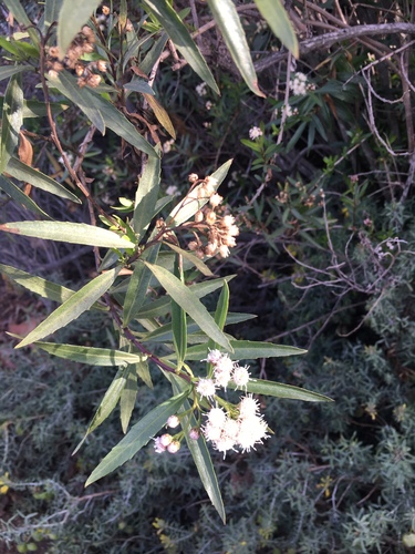 iNaturalist observation photo of mule fat