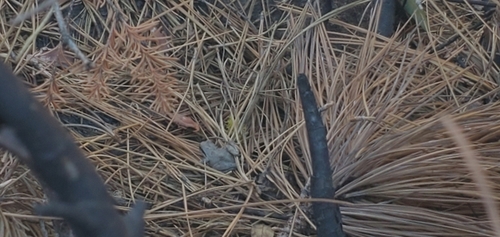 iNaturalist observation photo of Pacific chorus frog