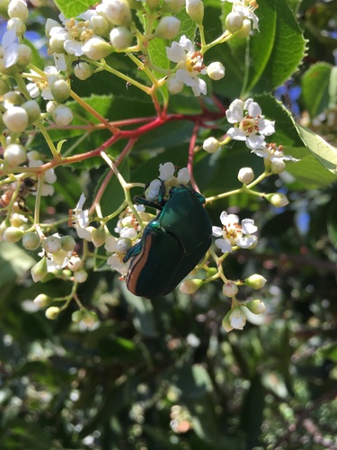 iNaturalist observation photo of Figeater Beetle