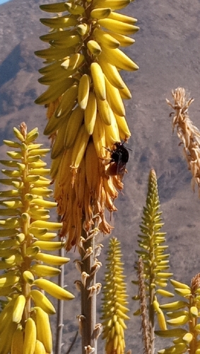 photo of Polychrome Orchid Bee (Eulaema polychroma)