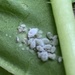 photo of Cabbage Aphid (Brevicoryne brassicae)