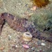 Hippocampus borboniensis - Photo 由 Isobel Pring 所上傳的 (c) Isobel Pring，保留所有權利