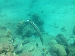 Trumpetfish