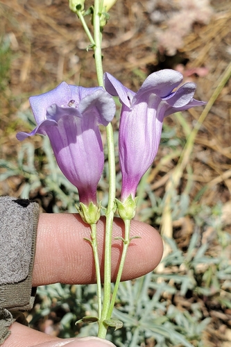 Penstemon azureus var. angustissimus
