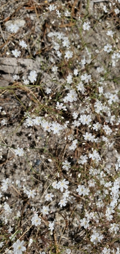 Eriogonum spergulinum var. spergulinum
