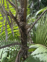 Astrocaryum standleyanum - Wikipedia