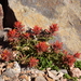 Applegate's Indian Paintbrush - Photo (c) Bill Dries, all rights reserved, uploaded by Bill Dries
