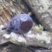 Maroon-chested Ground Dove - Photo (c) Tomohide Cho, all rights reserved, uploaded by Tomohide Cho