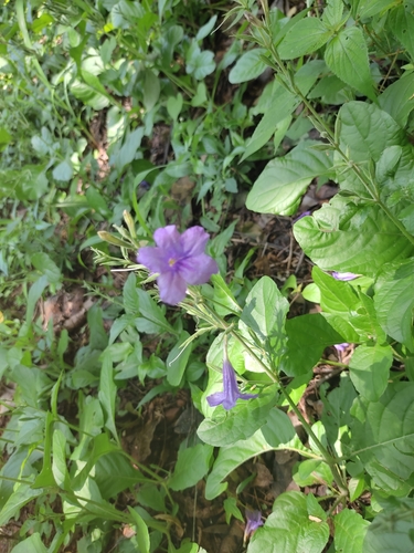 common wild petunia (Ruellia nudiflora)
