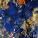Cobalt Sponge - Photo (c) Gary McDonald, all rights reserved, uploaded by Gary McDonald