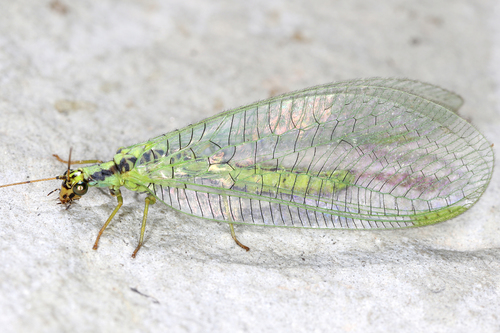 Walker's Green Lacewing