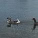 photo of Domestic Swan Goose (Anser cygnoides domesticus)