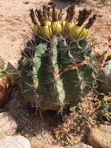Ferocactus townsendianus