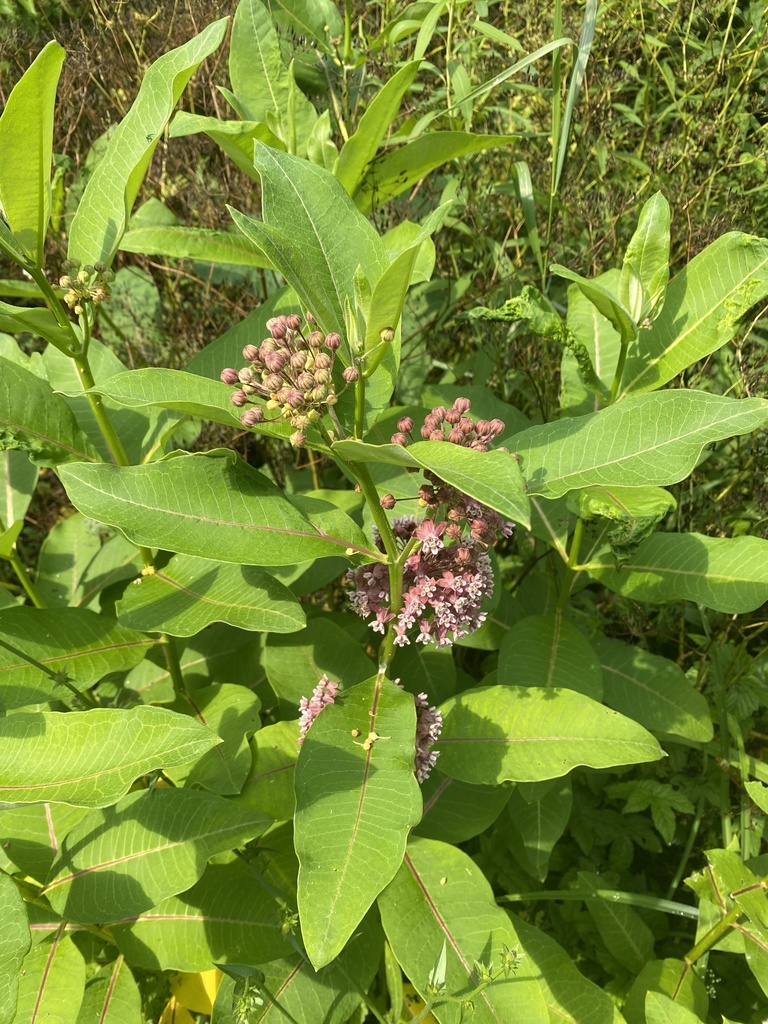 common milkweed from Hoxie Gorge Freetown Rd, Marathon, NY, US on July ...