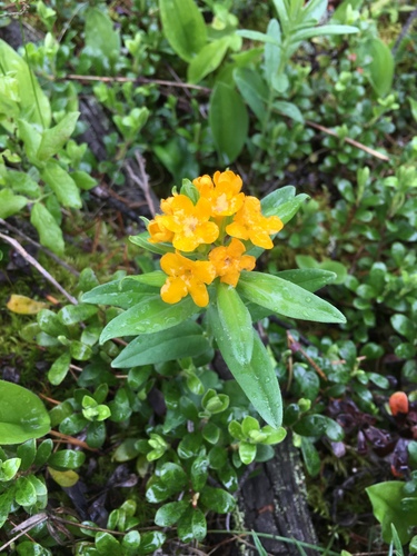 hoary puccoon