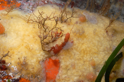Lissodendoryx firma