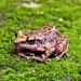 Rio Grande Chirping Frog - Photo (c) thamnelegans24, all rights reserved