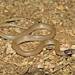 Yaqui Black-headed Snake - Photo (c) thamnelegans24, all rights reserved