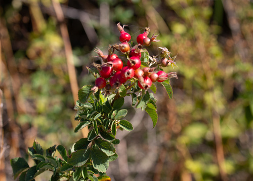 iNaturalist observation photo of California Wild Rose