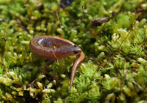 Webster's Salamander