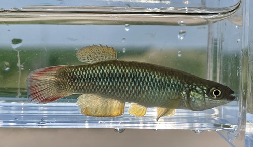 Plains Topminnow