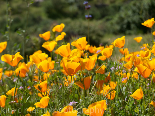 California poppy