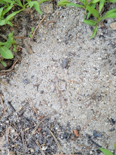 iNaturalist observation photo of Pacific chorus frog