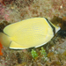 Speckled Butterflyfish - Photo (c) Ian Shaw, all rights reserved, uploaded by Ian Shaw