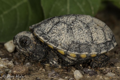 Sonoran Mud Turtle