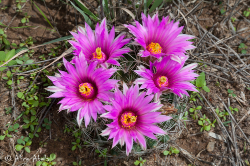 mammillaria zeilmanniana Mammillaria Zeilmanniana – Kesslers Cacti main image 0