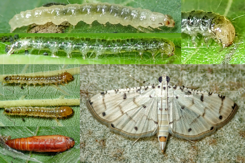 Pycnarmon cribrata