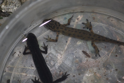 Caucasian Smooth Newt