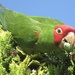 Red-masked Parakeet - Photo (c) bkkjones, all rights reserved