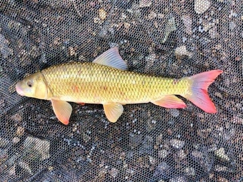 Shorthead Redhorse