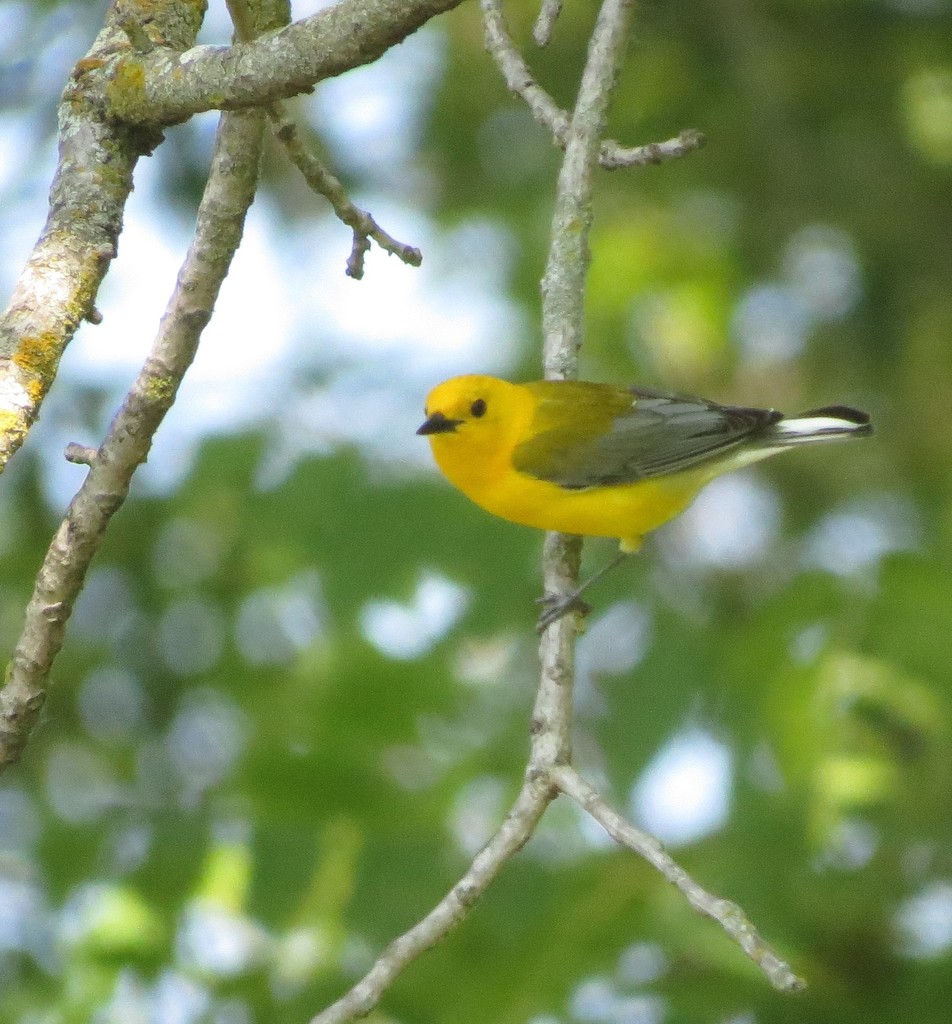 Prothonotary Warbler from Nearman Hills, Kansas City, KS, USA on June