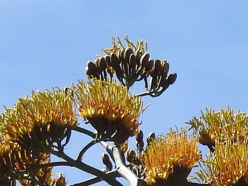 Baja California Sur Century Agave