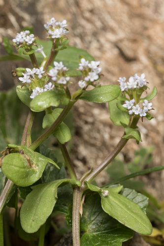 Spiny Cornsalad (Valerianella echinata) · iNaturalist