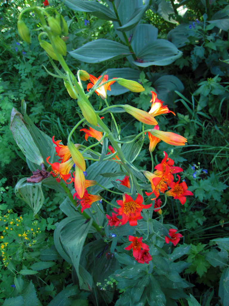 Sierra Tiger Lily (Lilium parvum)  iNaturalist