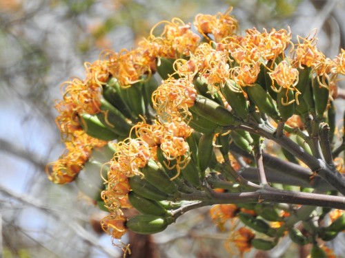 Baja California Sur Century Agave