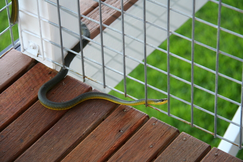 Common Tree Snake sighting