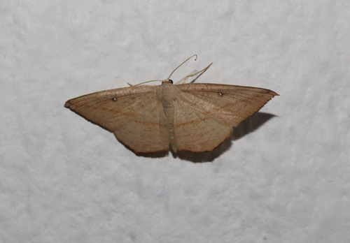 Pseudosterrha